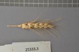 Click for 1 image(s) for this accession. Spike